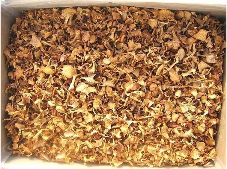 Funghi di tipo chantarellus cibarius essiccati