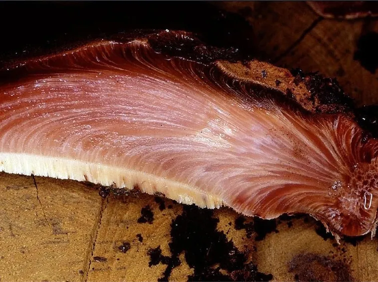 Una sezione di fungo Fistulina hepatica