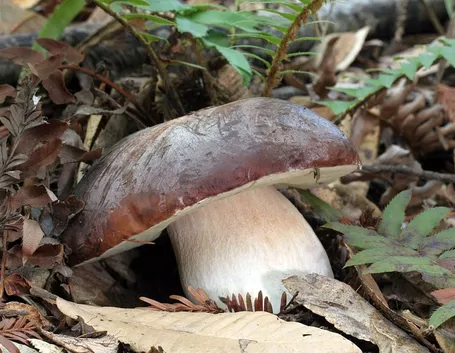 Boletus aerus