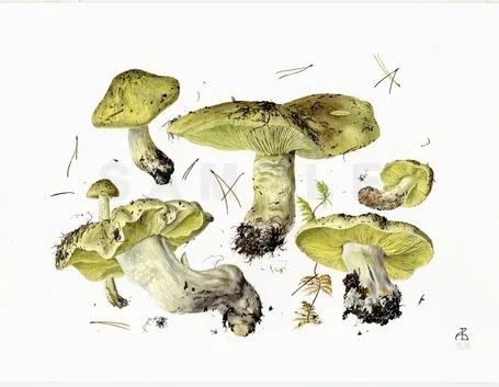 Il disegno botanico di una delle varie specie di Tricholoma