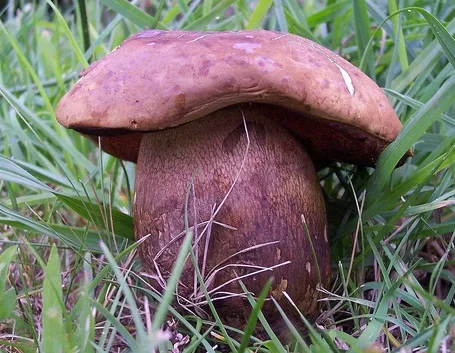 Fungo Boletus Luridus