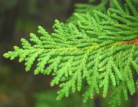 Foglie di Thuya Occidentalis
