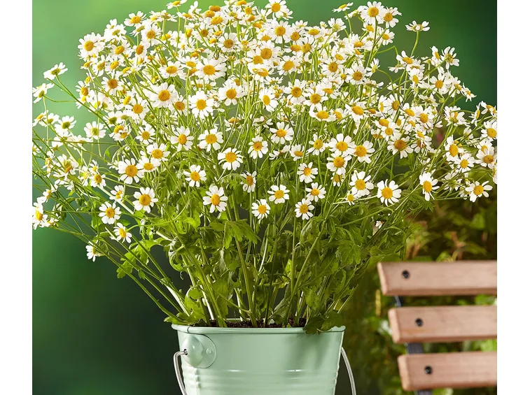 coltivare camomilla
