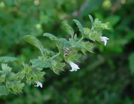 Ramo di melissa in fiore