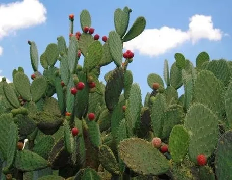 nopal