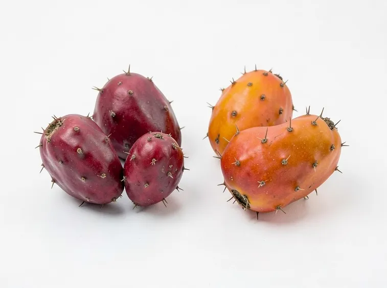 nopal