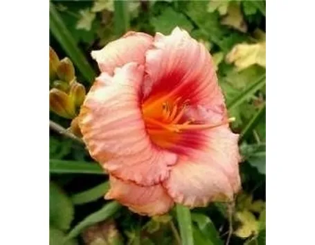 Hemerocallis