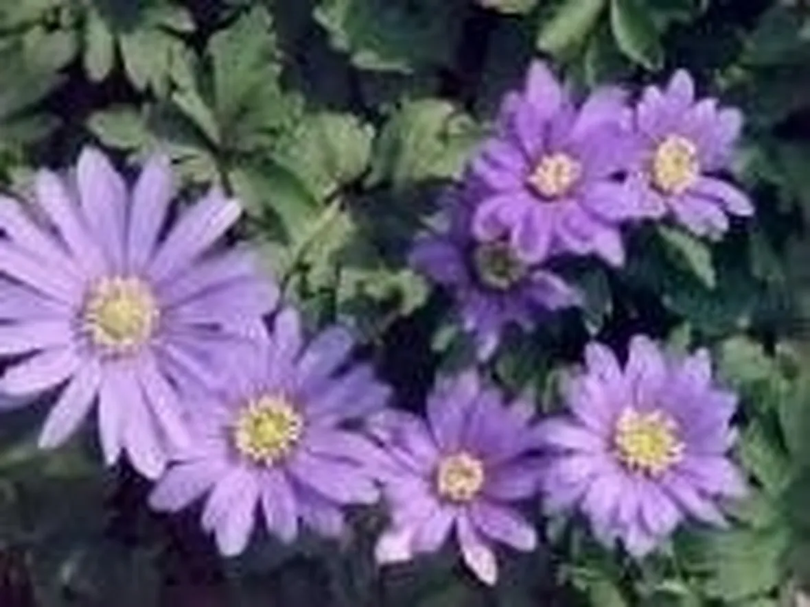 anemoni