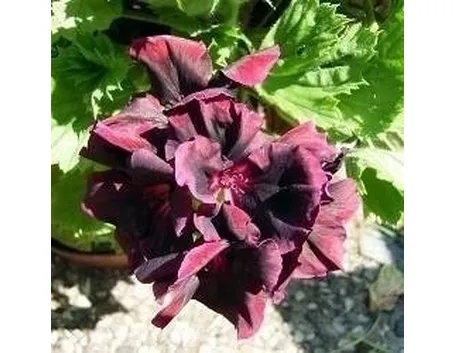 pelargonium
