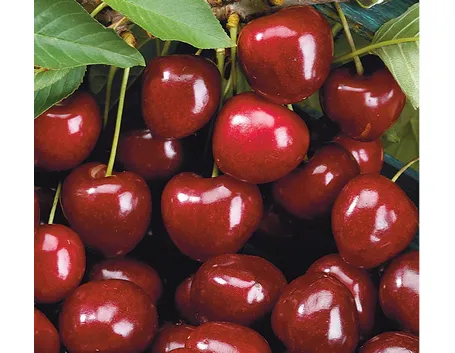 Durone nero di Vignola