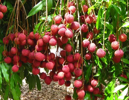 litchis