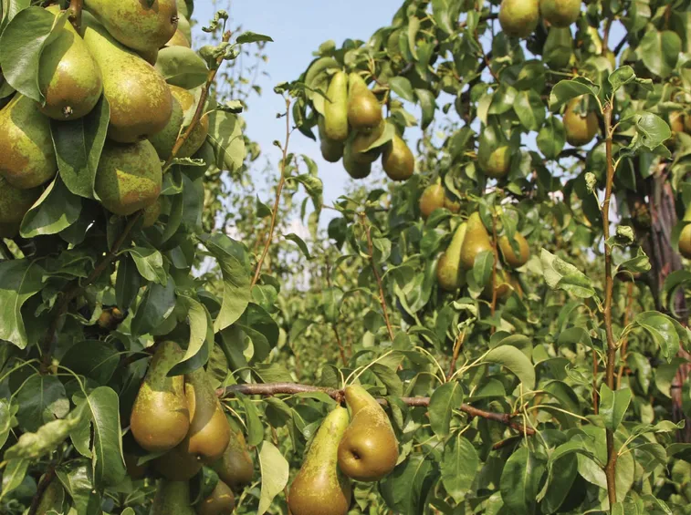 pianta di pere