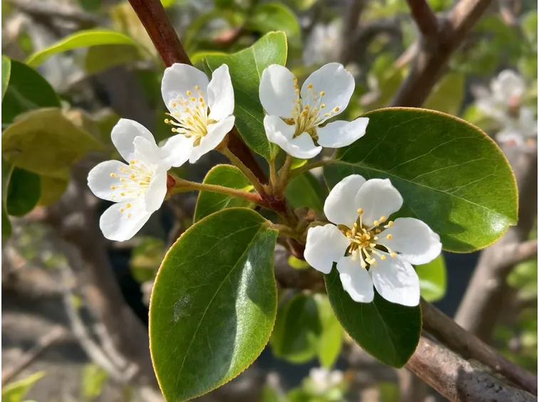 fiori pero