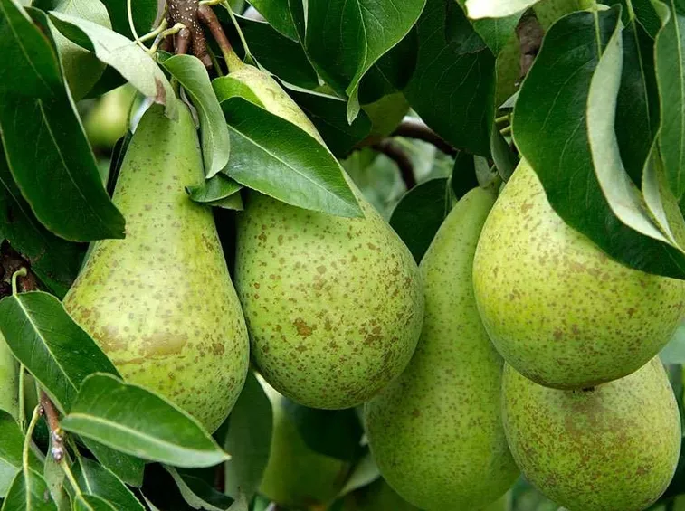 Alberi di pero