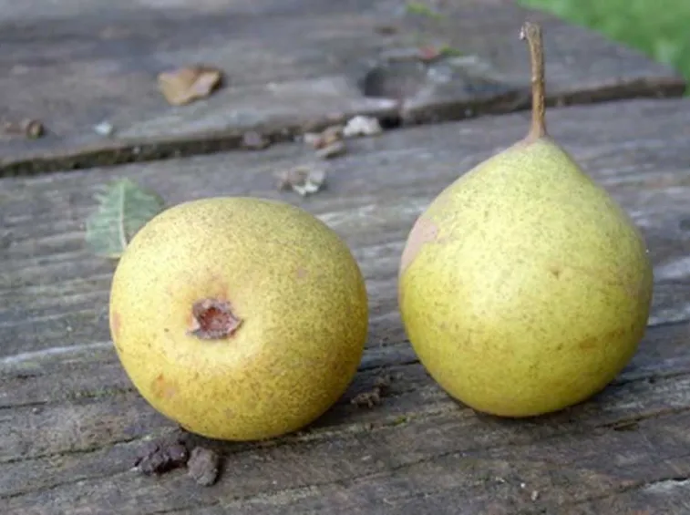 pera cedrata romana