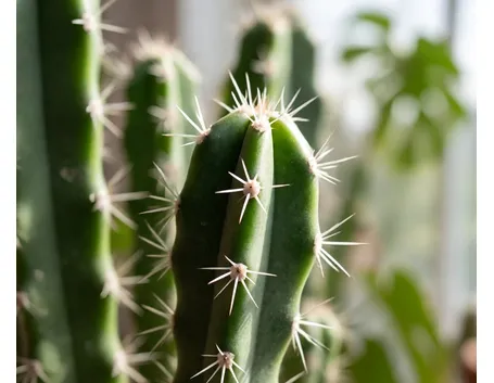 succulenza
