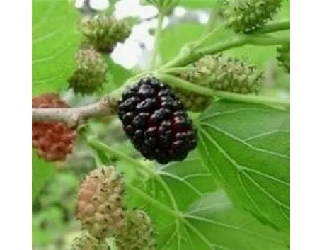 Gelsi neri