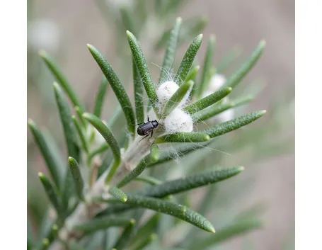 http://static.giardinaggio.it/parassiti/cocciniglia_N1.jpg