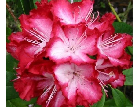 rododendro