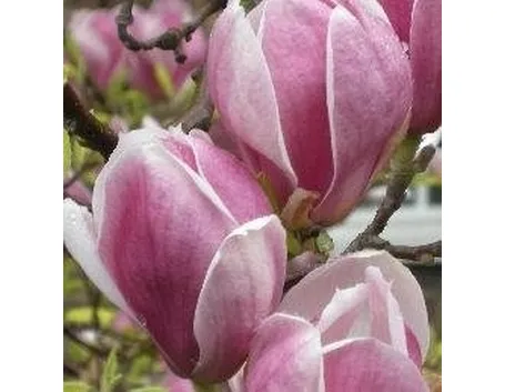 Magnolia soulangeana