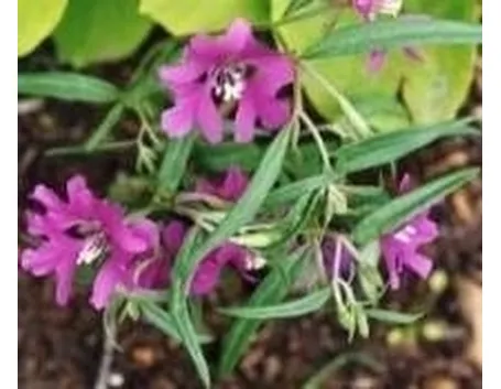 Clarkia