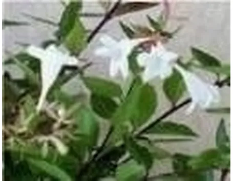 Abelia