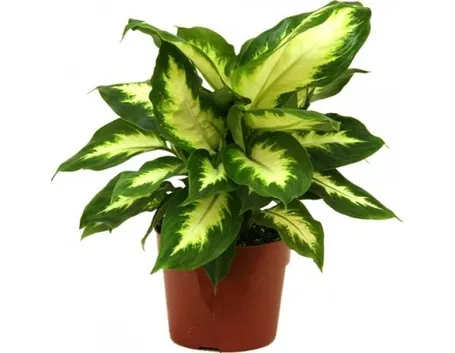 dieffenbachia