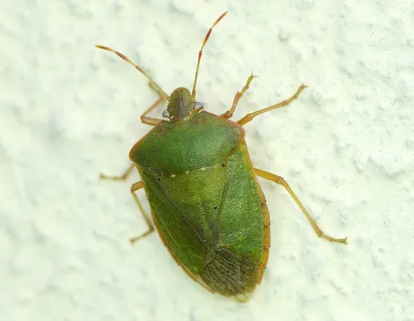 Esemplare cimice verde