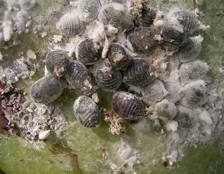 infestazione cocciniglia