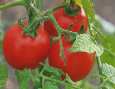 Piante pomodoro