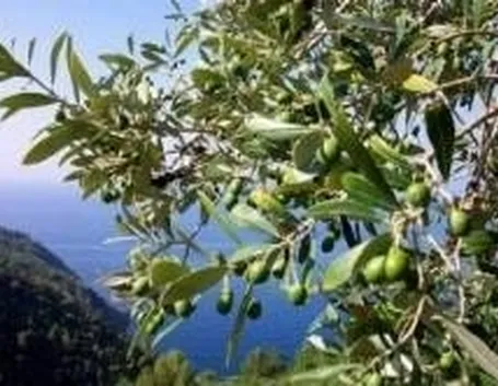 mosca dell'olivo
