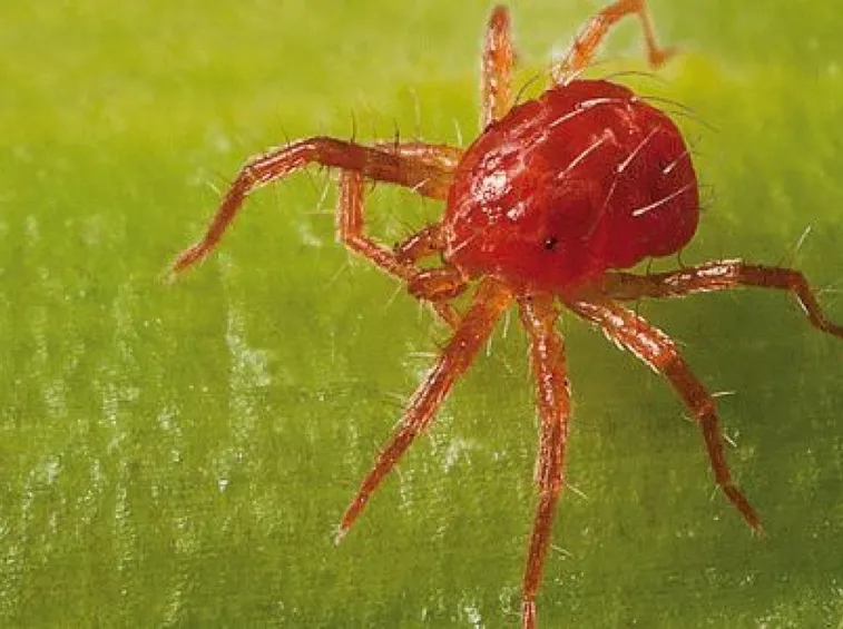 Ingrandimento ragnetto rosso