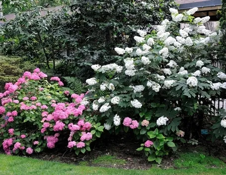 Varietà ortensie