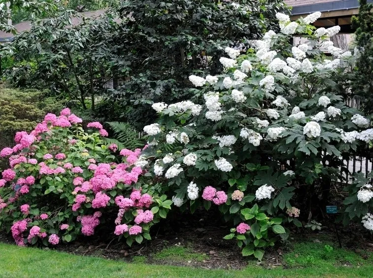 Varietà ortensie