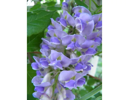 glicine