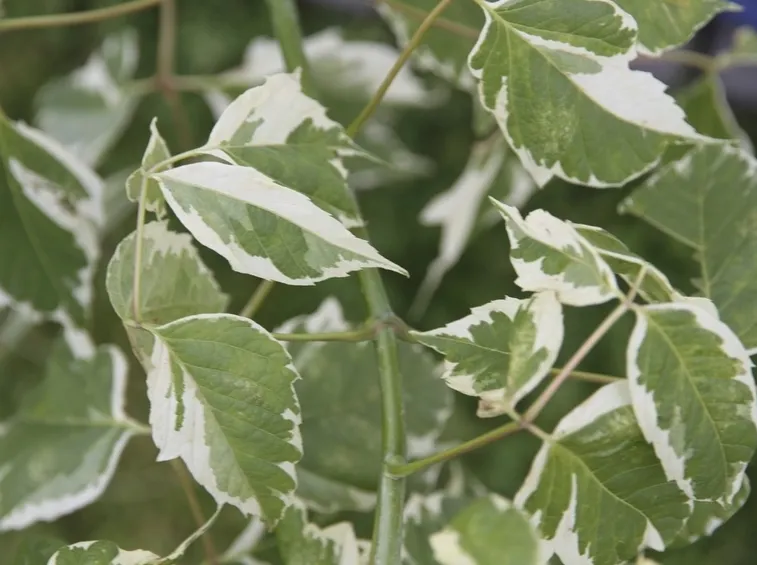 Acer negundo - Foglie