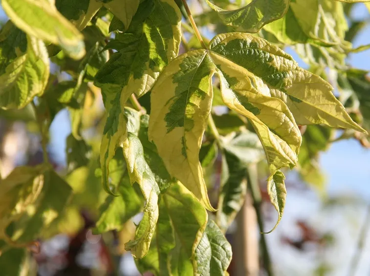 Acer negundo variegato