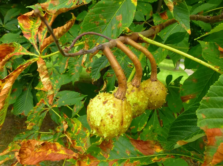 frutti ippocastano