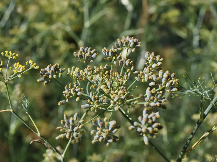 Finocchio
