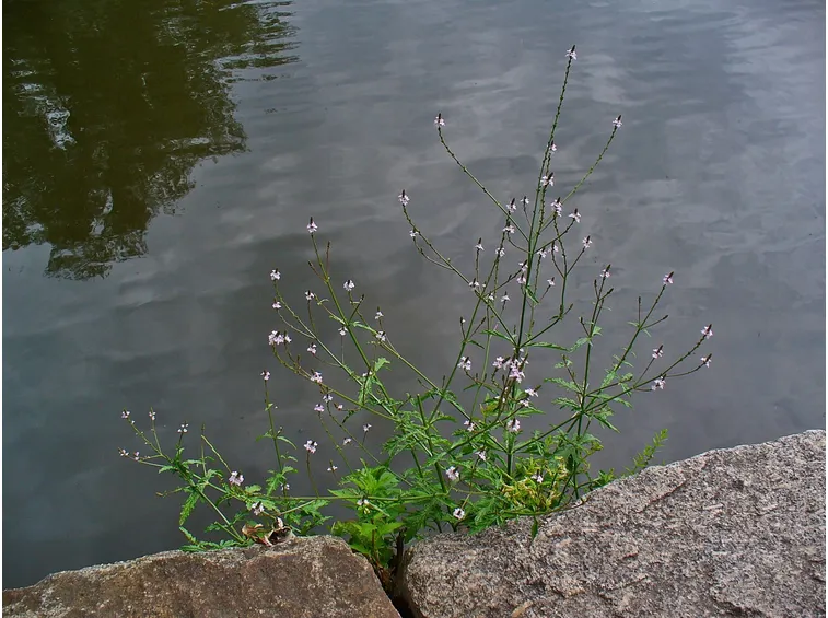 verbena officinale