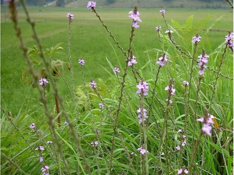 raccolta verbena medicale