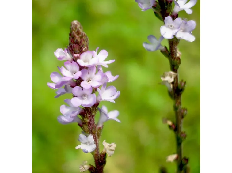 fiore verbena