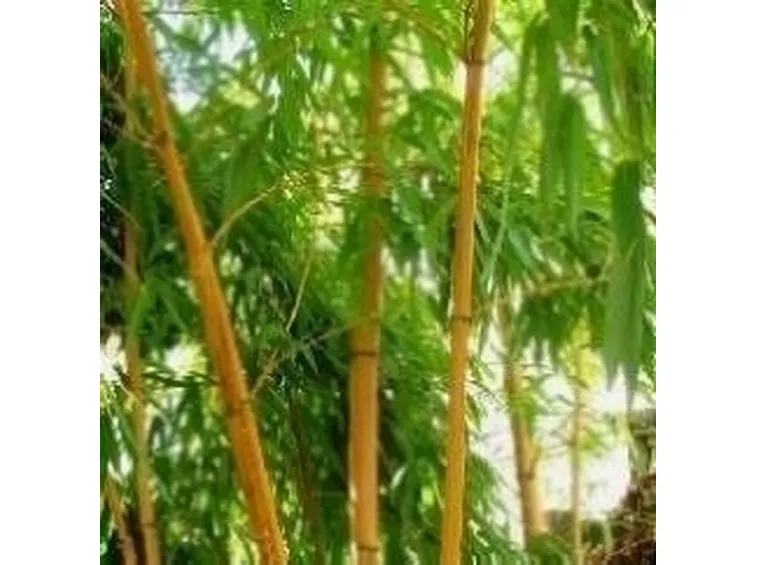 bambu a fusto giallo