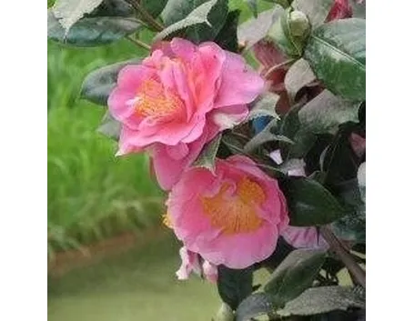 Camelia