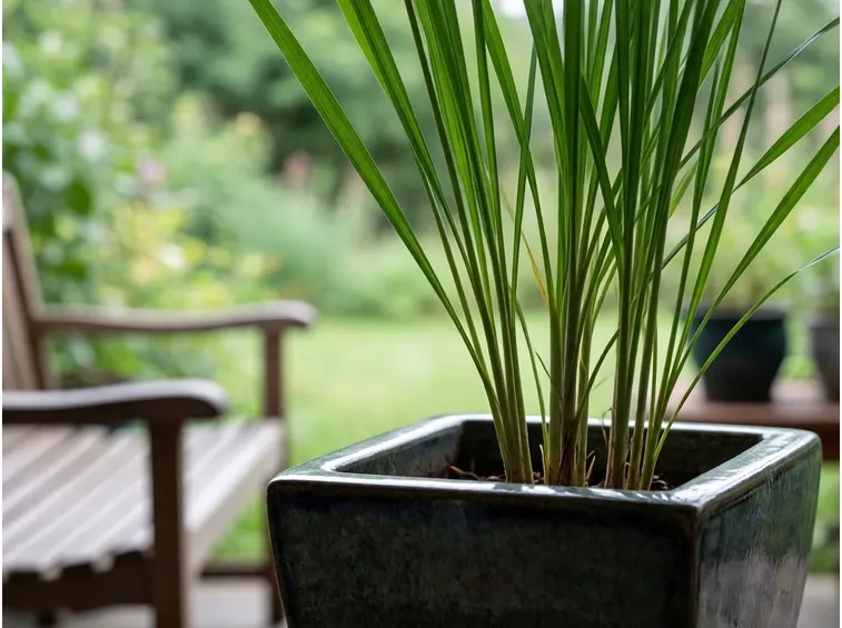 Citronella