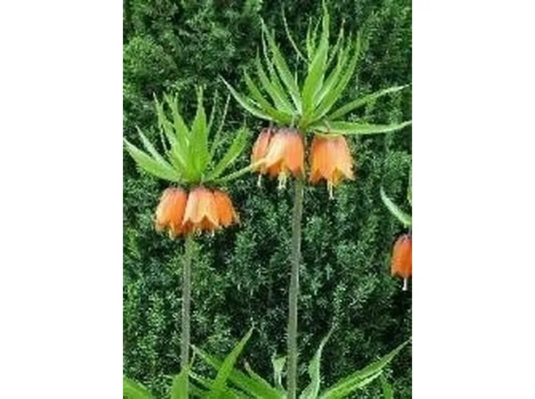 Fritillaria imperialis