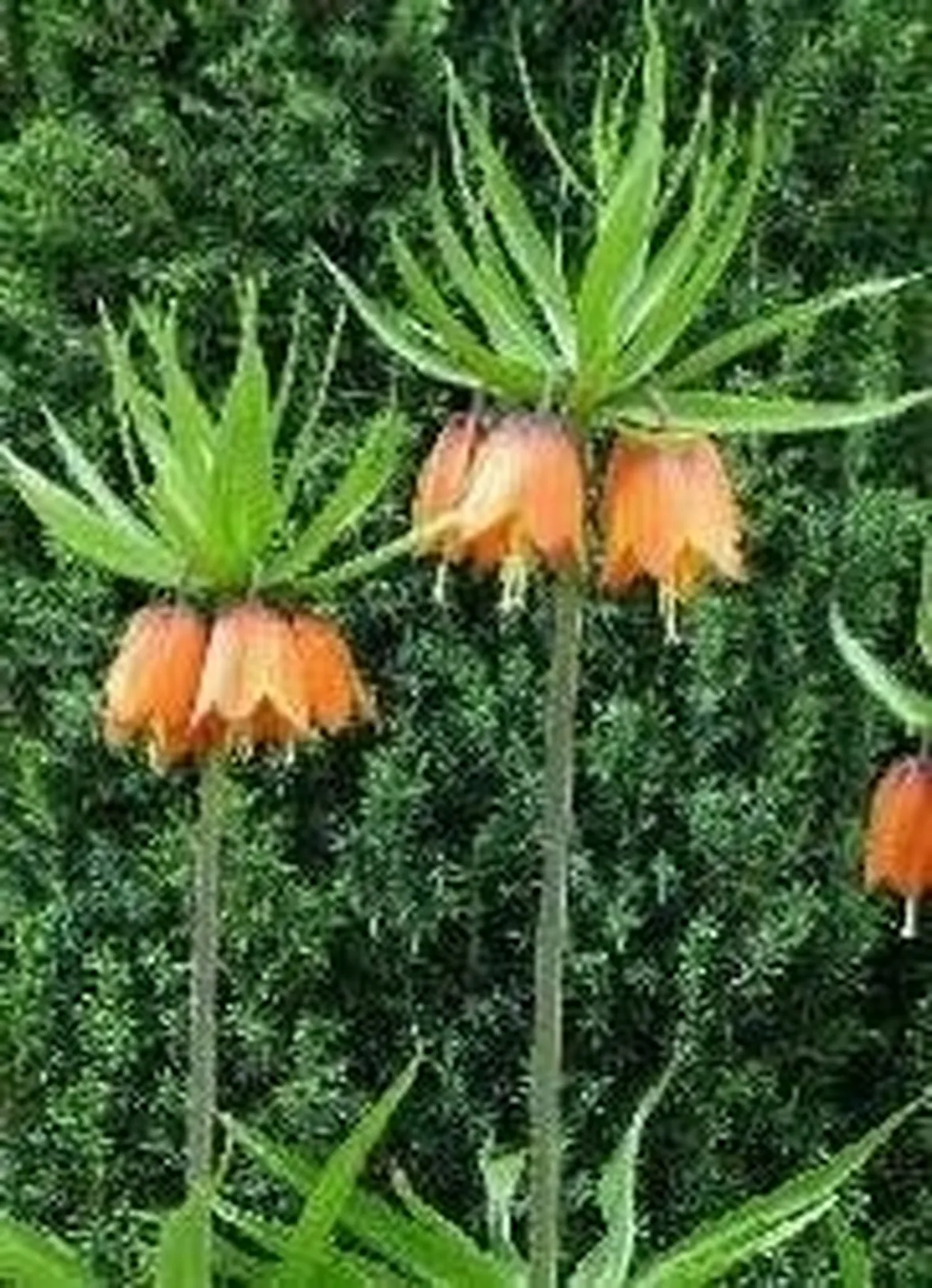 Fritillaria imperialis