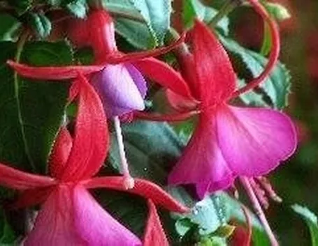 fucsia