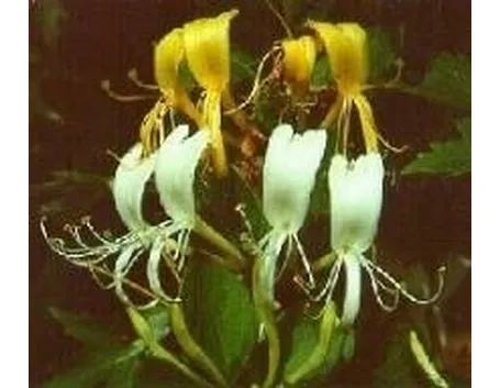 Lonicera japonica