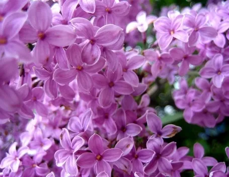 Lillà in fiore